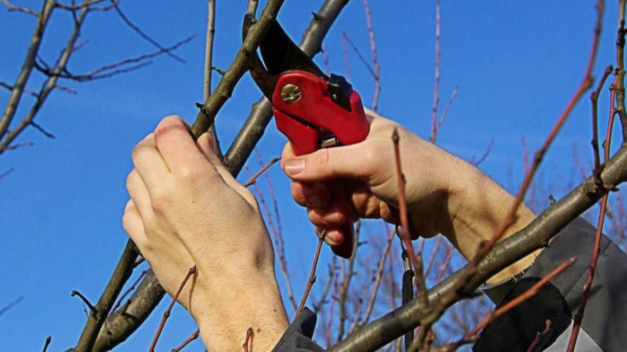 Коли обрізати дерева навесні: що потрібно знати