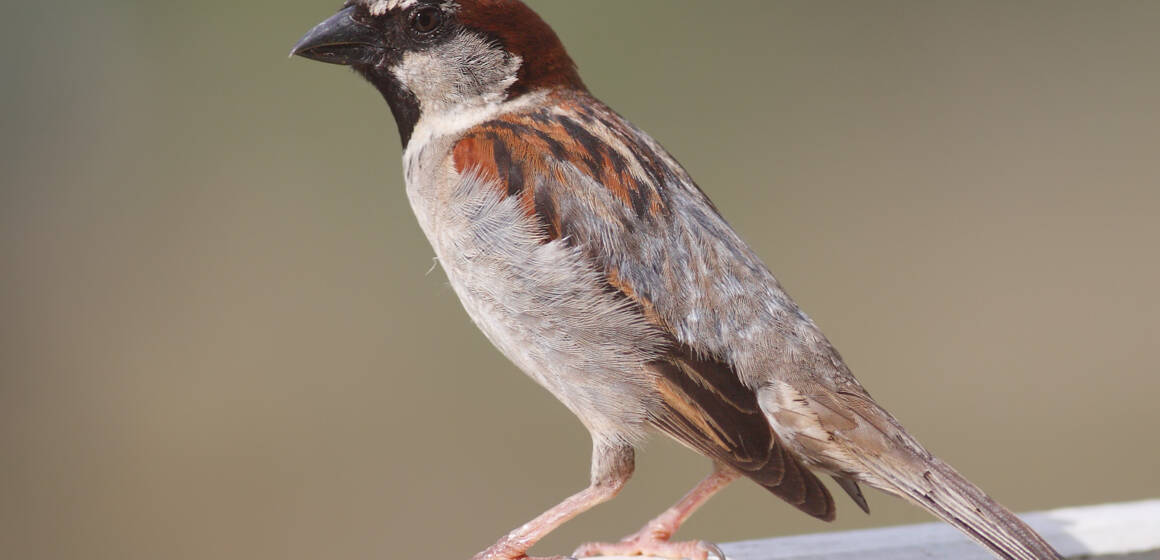 Де живуть горобці: цікаві факти про життя, гнізда та нічліг в Україні й світі