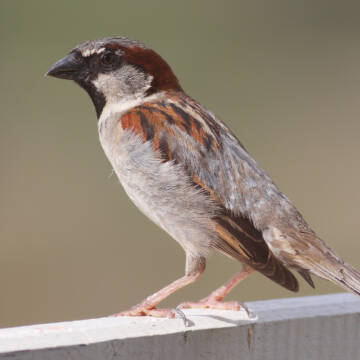 Де живуть горобці: цікаві факти про життя, гнізда та нічліг в Україні й світі