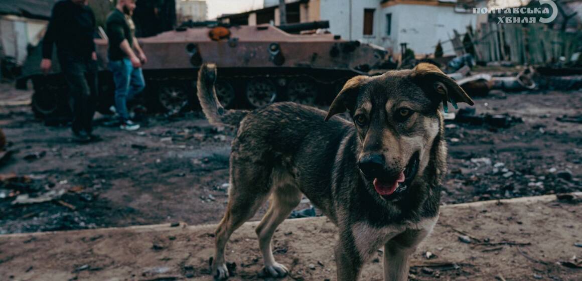 Ефект війни: як українські “фронтові” собаки набули рис диких звірів