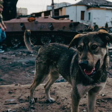Ефект війни: як українські “фронтові” собаки набули рис диких звірів