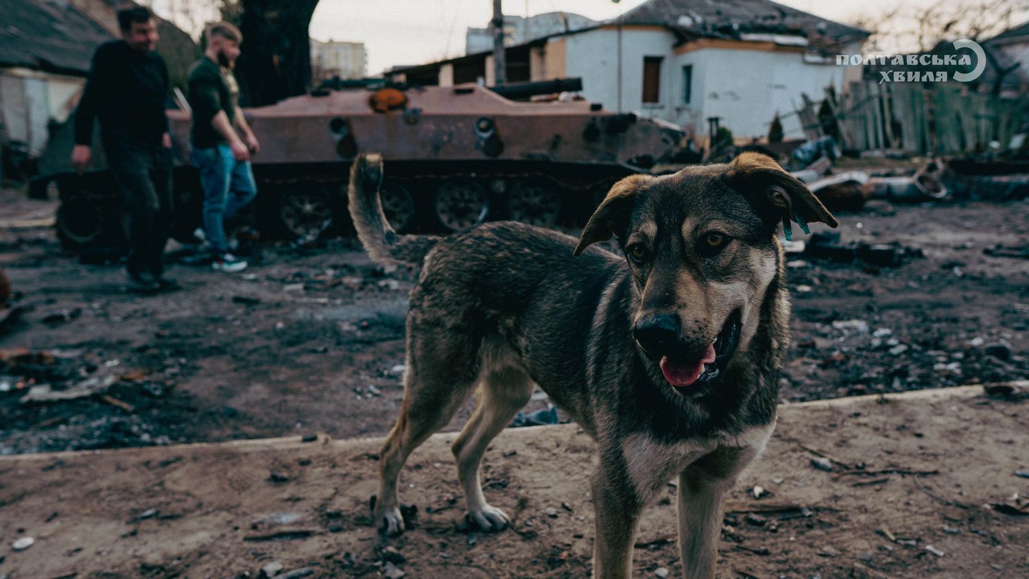 Ефект війни: як українські “фронтові” собаки набули рис диких звірів