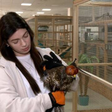 У Вінниці врятували яструба канюка з подвійним переломом крила