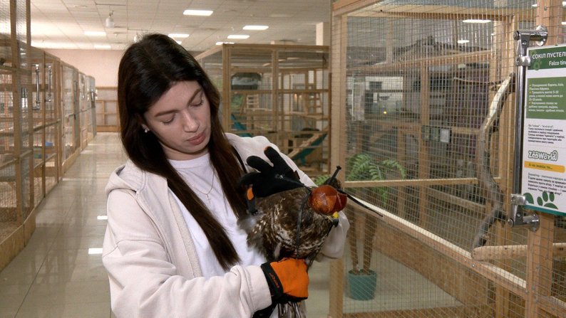 У Вінниці врятували яструба канюка з подвійним переломом крила