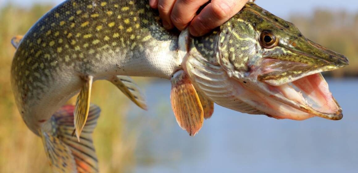 На Вінниччині з 15 лютого запроваджують заборону на вилов щуки