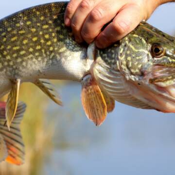 На Вінниччині з 15 лютого запроваджують заборону на вилов щуки