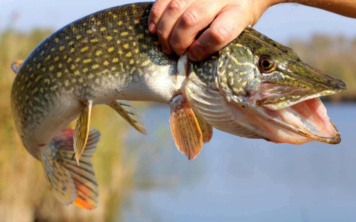 На Вінниччині з 15 лютого запроваджують заборону на вилов щуки