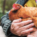 Цікаві факти про курей: що ми про них не знали