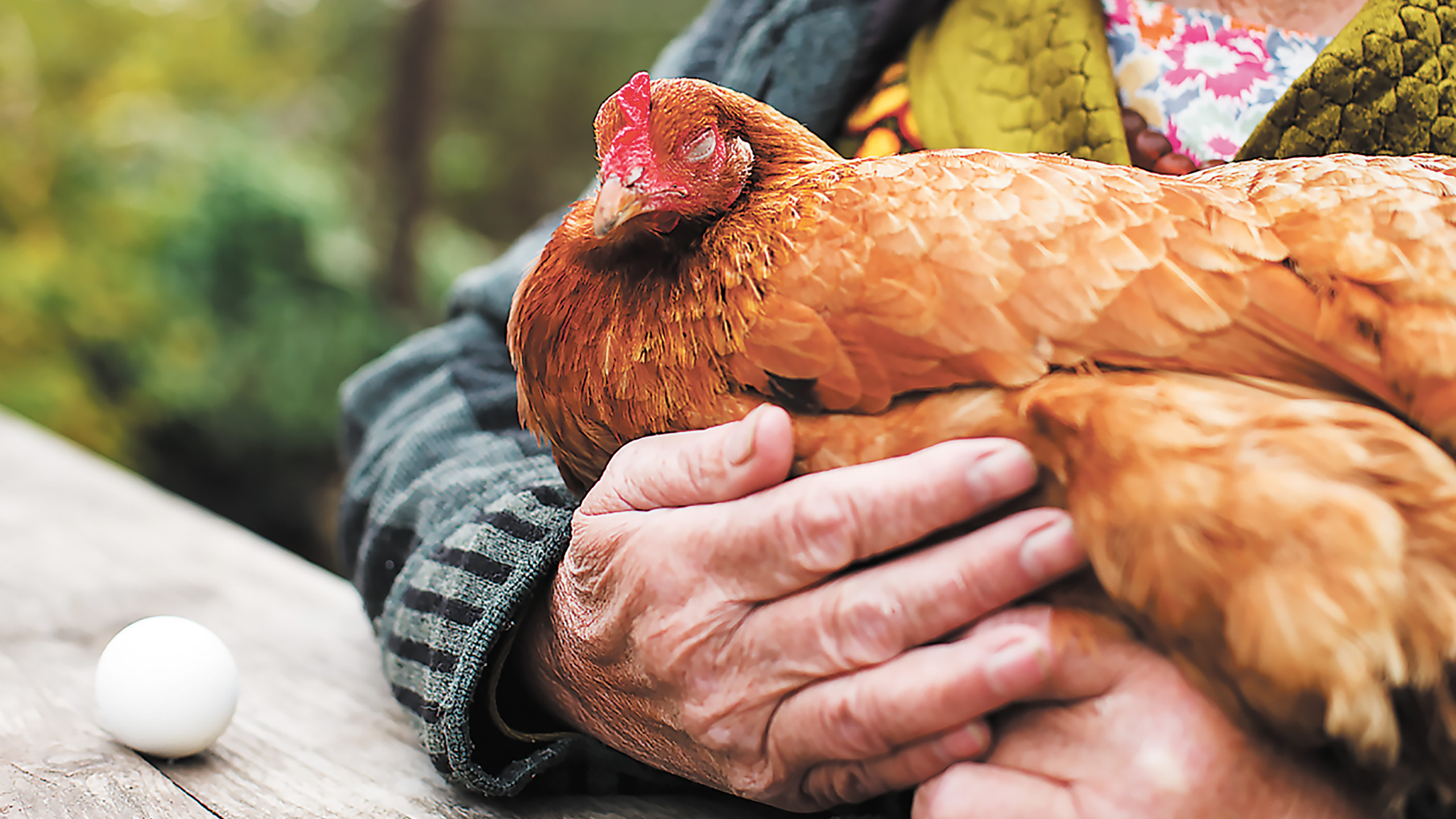 Цікаві факти про курей: що ми про них не знали