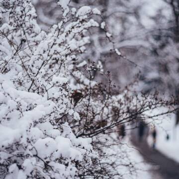 Жовтий рівень небезпеки: на Вінниччині прогнозують сніг і сильний вітер