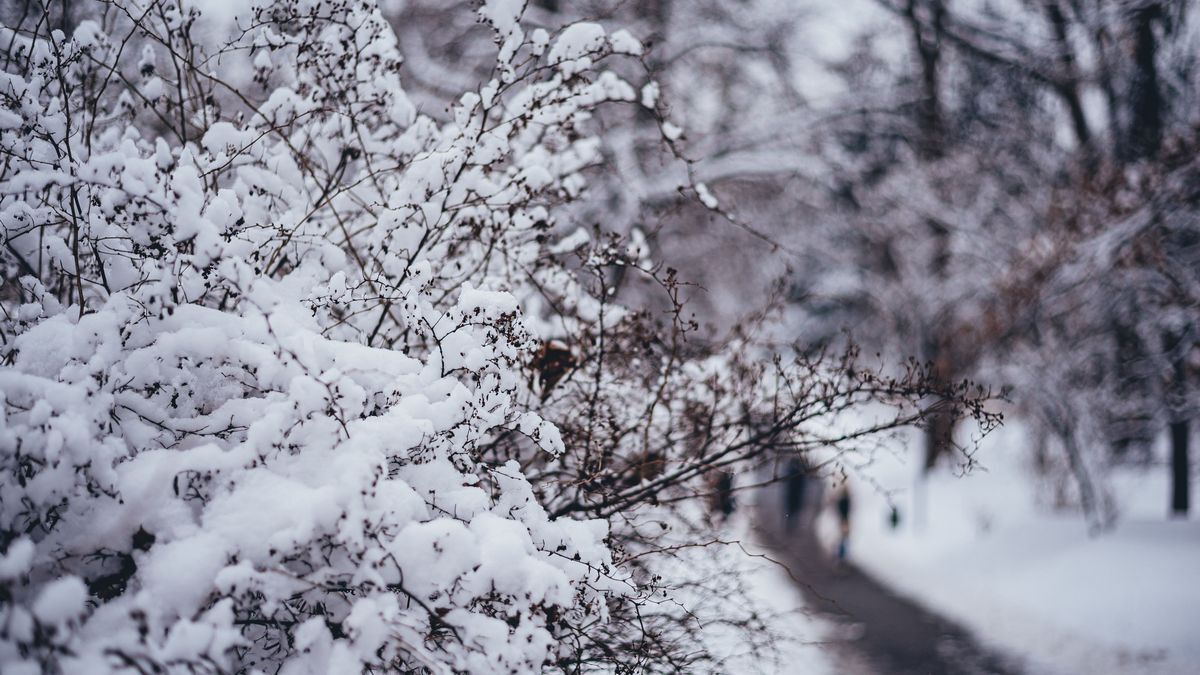 Жовтий рівень небезпеки: на Вінниччині прогнозують сніг і сильний вітер