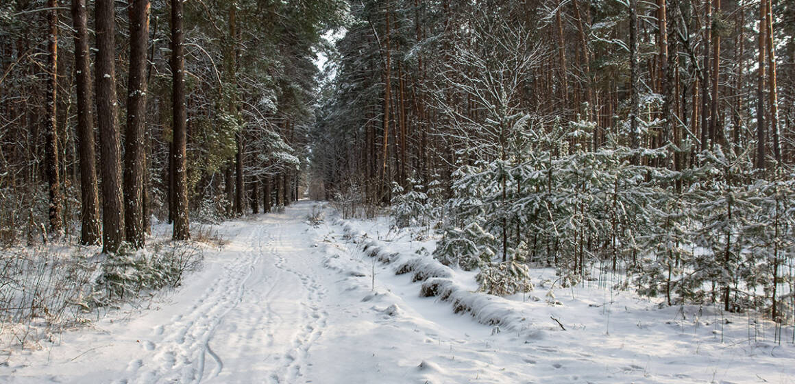 Прокуратура повертає 5 гектарів лісу в Барській громаді підприємству «Віноблагроліс»