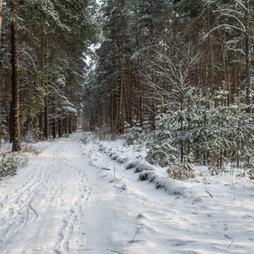 Прокуратура повертає 5 гектарів лісу в Барській громаді підприємству «Віноблагроліс»