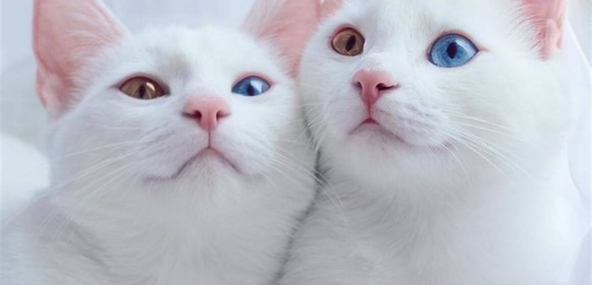 o_1dvorekjt1lhq18mf5mg11ov0s1k 1 березня у світі відзначають Міжнародний день котів