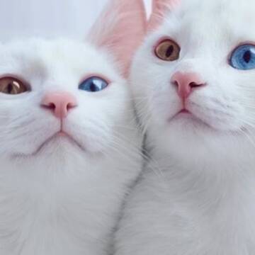 o_1dvorekjt1lhq18mf5mg11ov0s1k 1 березня у світі відзначають Міжнародний день котів