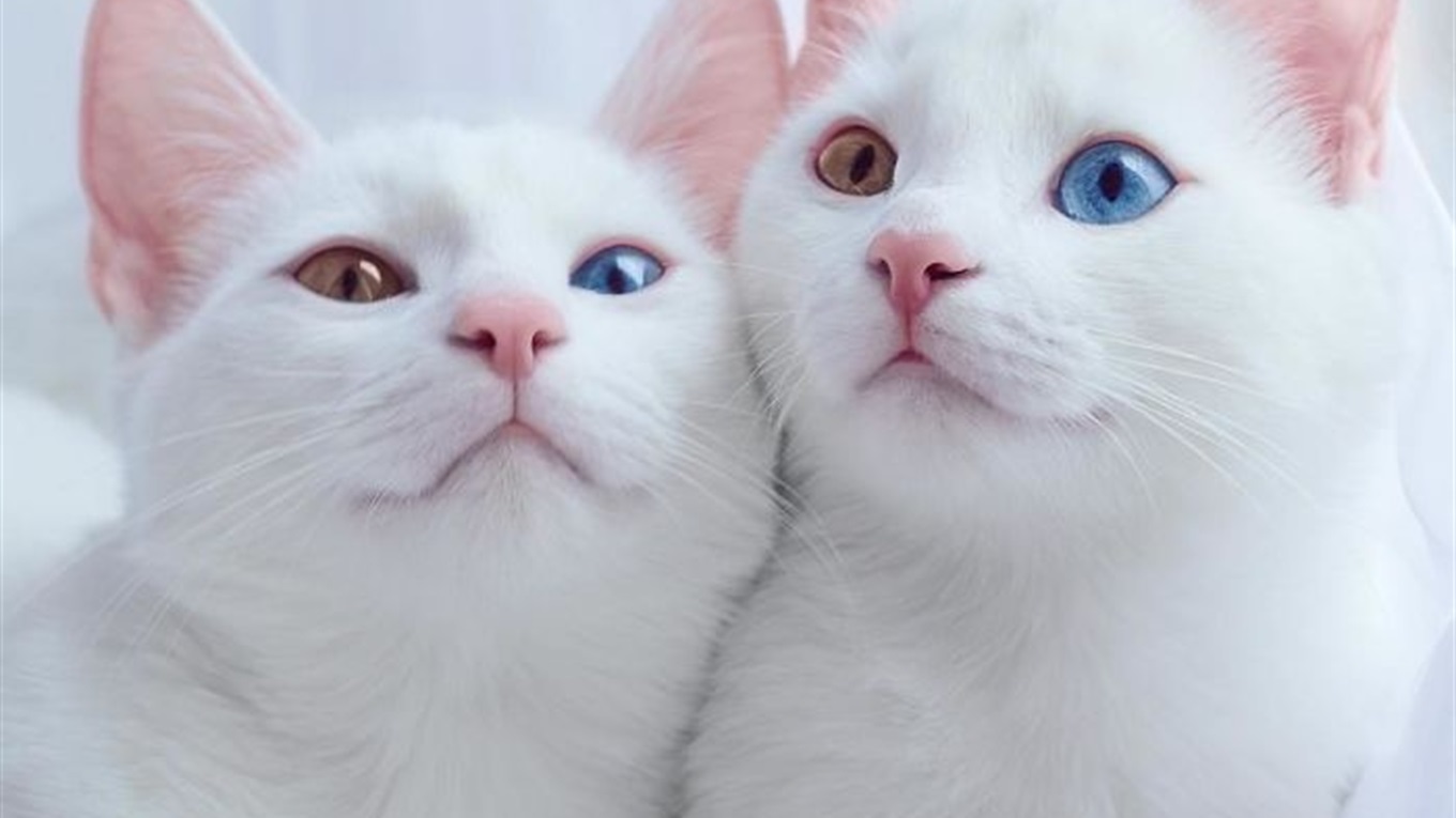 1 березня у світі відзначають Міжнародний день котів