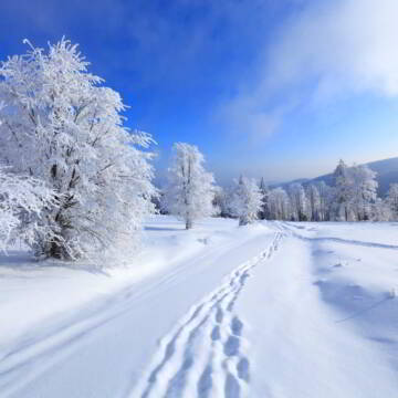 Гороскоп на 4 лютого для всіх знаків зодіаку