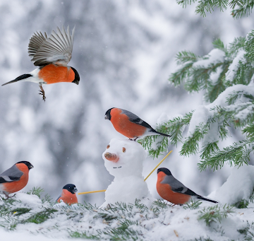 Куди зникли снігурі? Орнітолог пояснив, чому ми рідше бачимо червоногрудих птахів