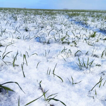 winter-wheat-grow-how-2 Врожай 2026: озимі на Вінниччині перебувають у доброму стані