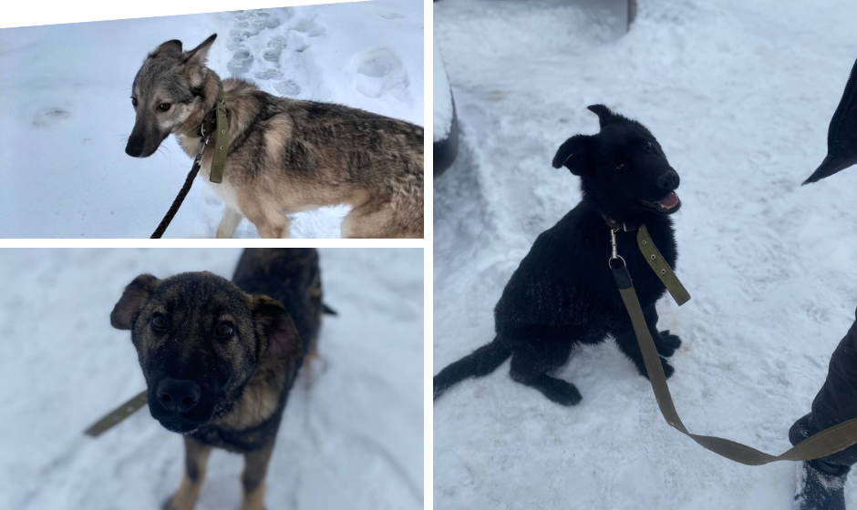 Новий дім для вірного друга (1) Подаруй другу дім: у вінницькому притулку собаки шукають родину