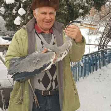 Чапля У Козятині чоловік врятував чаплю, яка ледь не загинула від голоду