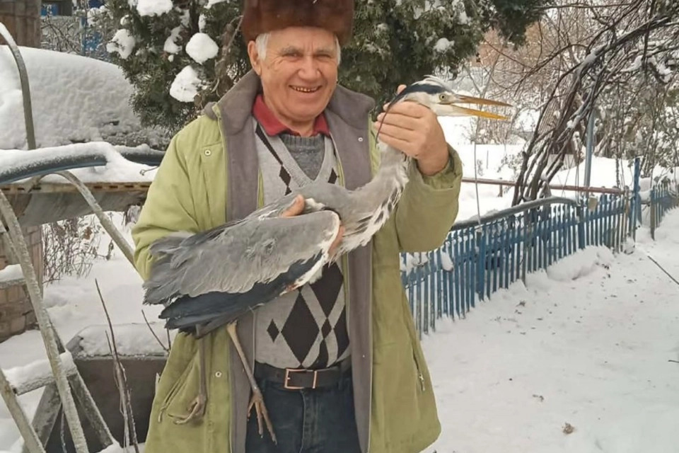 У Козятині чоловік врятував чаплю, яка ледь не загинула від голоду