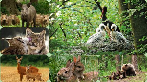 Сезон тиші розпочато: пам’ятка для вінничан