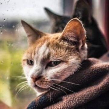 Діставайте парасолі та теплий одяг 19 березня