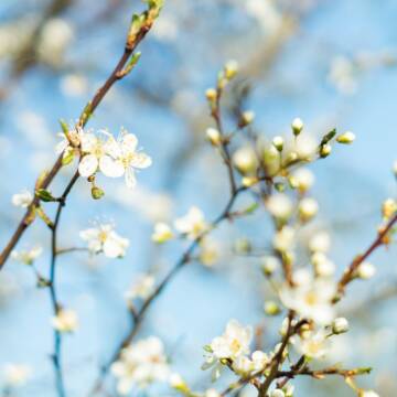 Весняне потепління: прогноз погоди у Вінниці на 24 березня