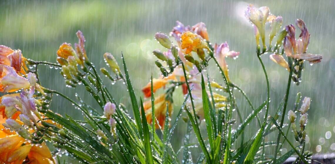 На Вінниччині 31 березня прогнозують дощі