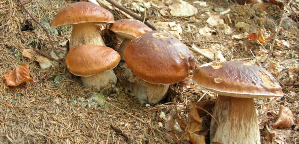 На Вінниччині майже вдвічі зменшилась кількість отруєнь грибами у 2025 році