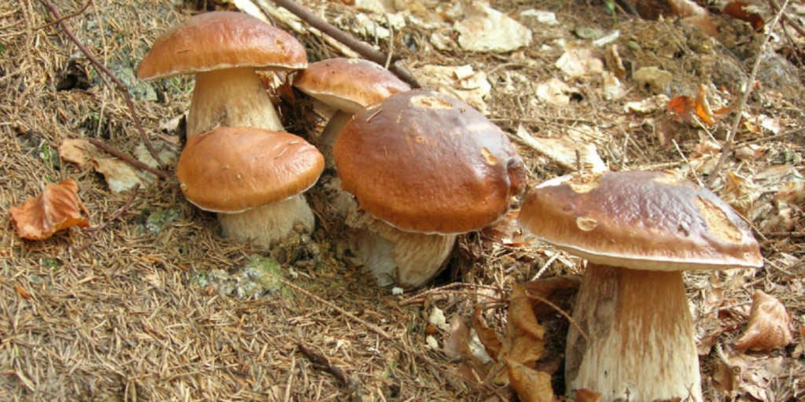 На Вінниччині майже вдвічі зменшилась кількість отруєнь грибами у 2025 році
