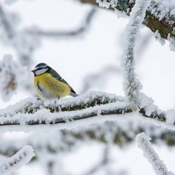 2603209 Холоди, сніг та температурні «гойдалки» випробовували вінничан у лютому