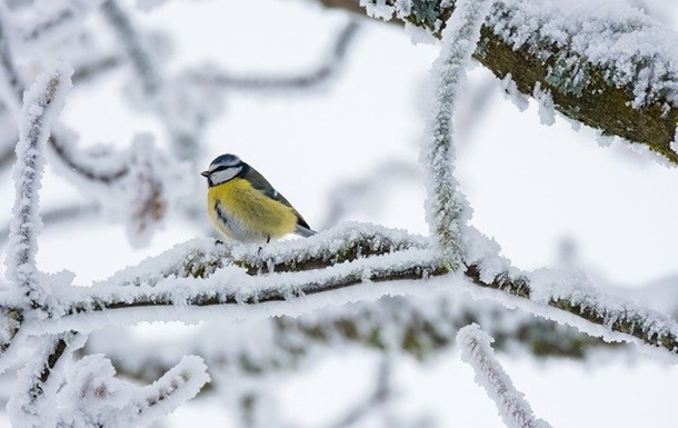 Холоди, сніг та температурні «гойдалки» випробовували вінничан у лютому