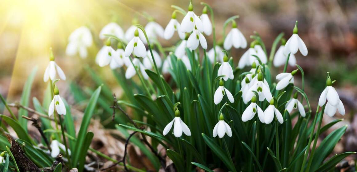 До 3655 гривень штрафу за букет: на Вінниччині посилюють контроль за збереженням первоцвітів