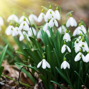 До 3655 гривень штрафу за букет: на Вінниччині посилюють контроль за збереженням первоцвітів