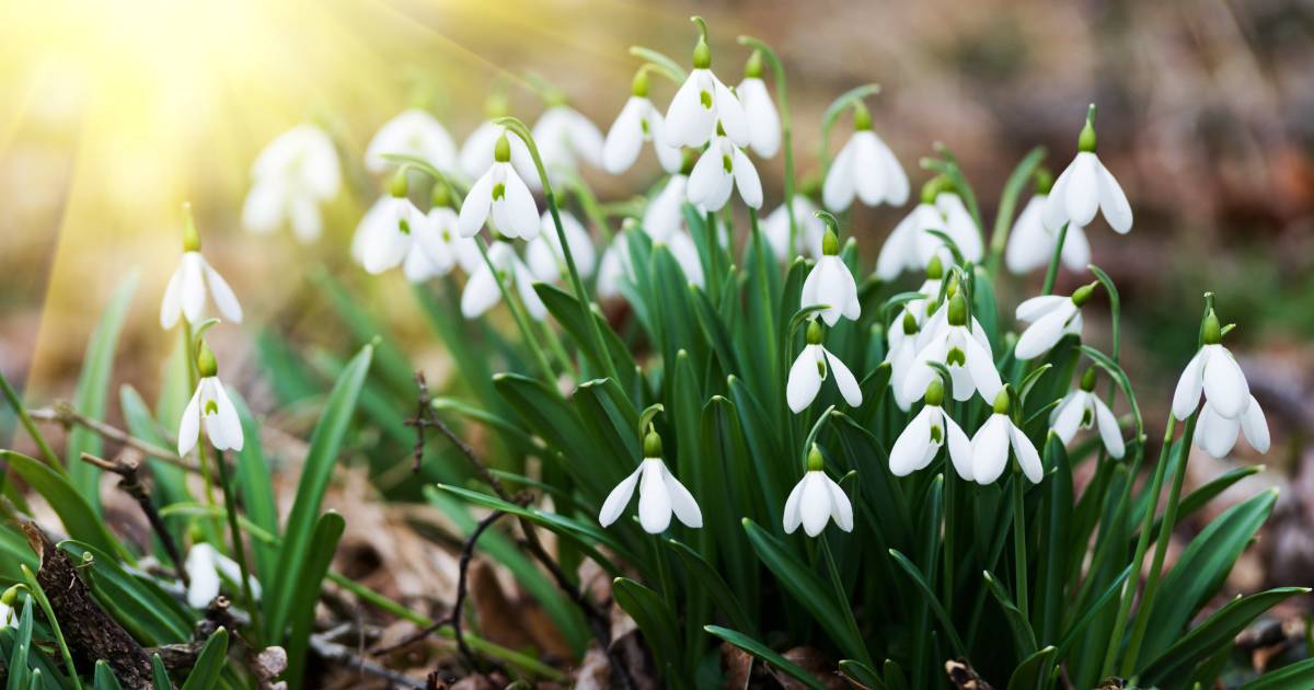 До 3655 гривень штрафу за букет: на Вінниччині посилюють контроль за збереженням первоцвітів