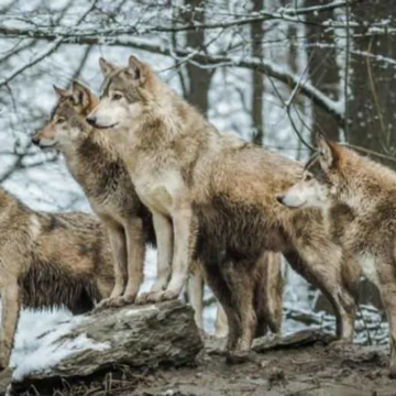 Вовки, кабани та зайці: у Вінницькій області оновили статистику чисельності диких тварин