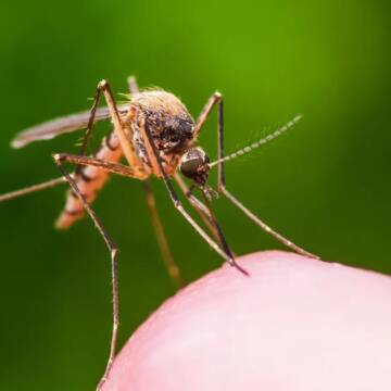 Чи вплине морозна зима на кількість кліщів та комарів: думка науковців