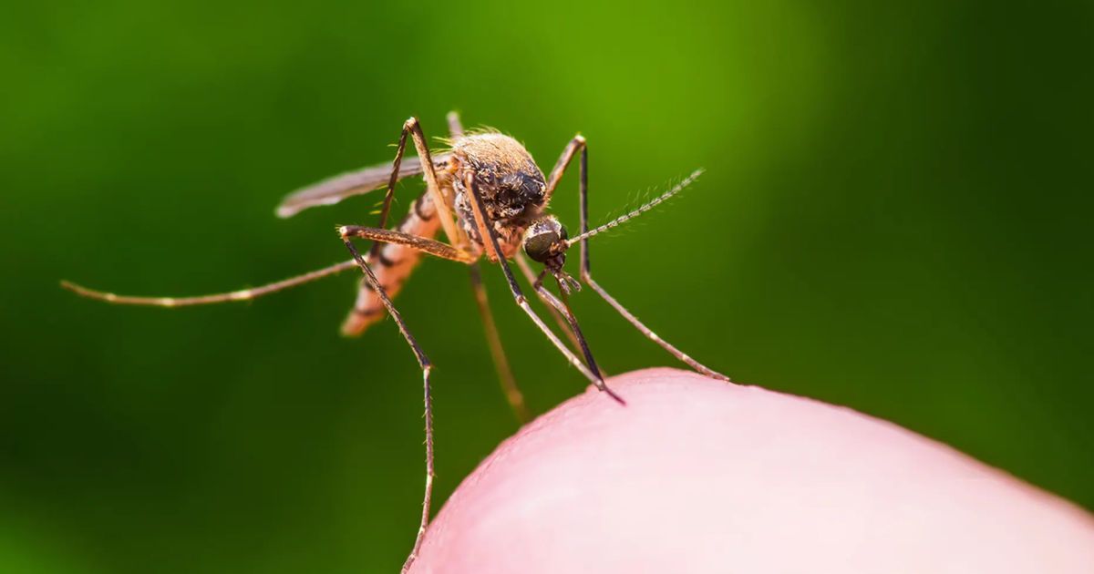 Чи вплине морозна зима на кількість кліщів та комарів: думка науковців