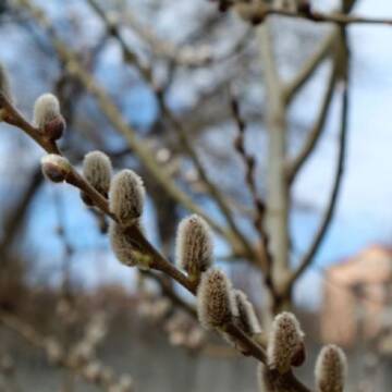 Прогноз погоди у Вінниці та області на п’ятницю, 20 березня