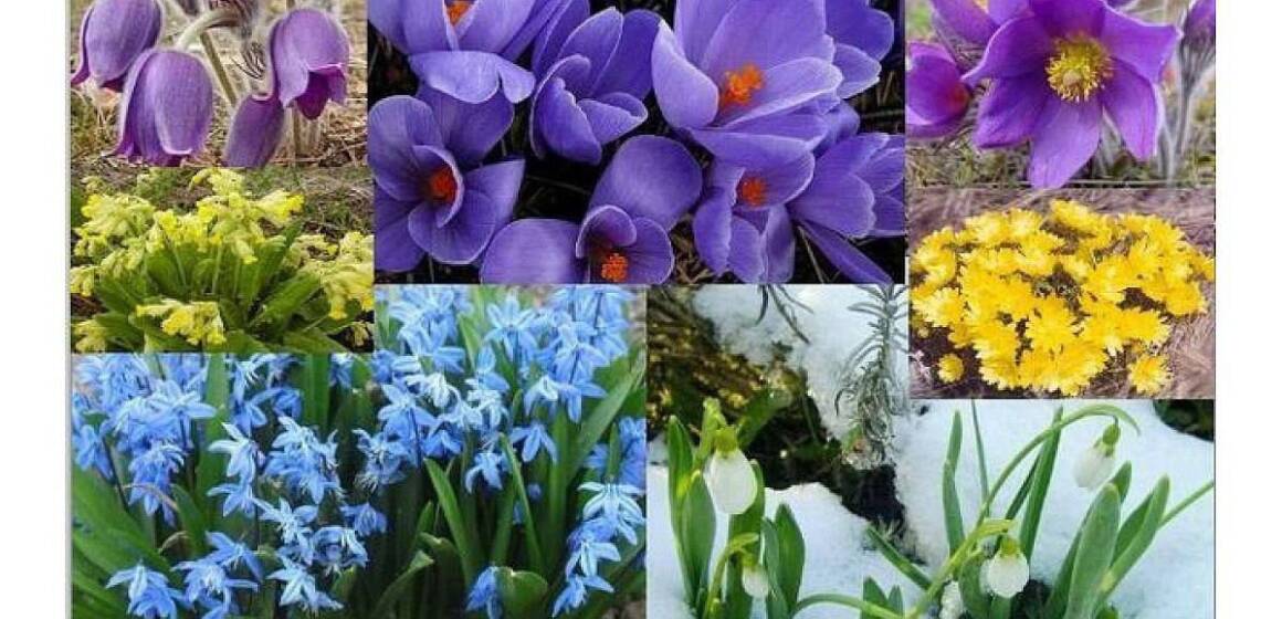 Не нищіть весну: на Вінниччині стартувала операція «Первоцвіт-2026»