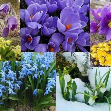 Не нищіть весну: на Вінниччині стартувала операція «Первоцвіт-2026»