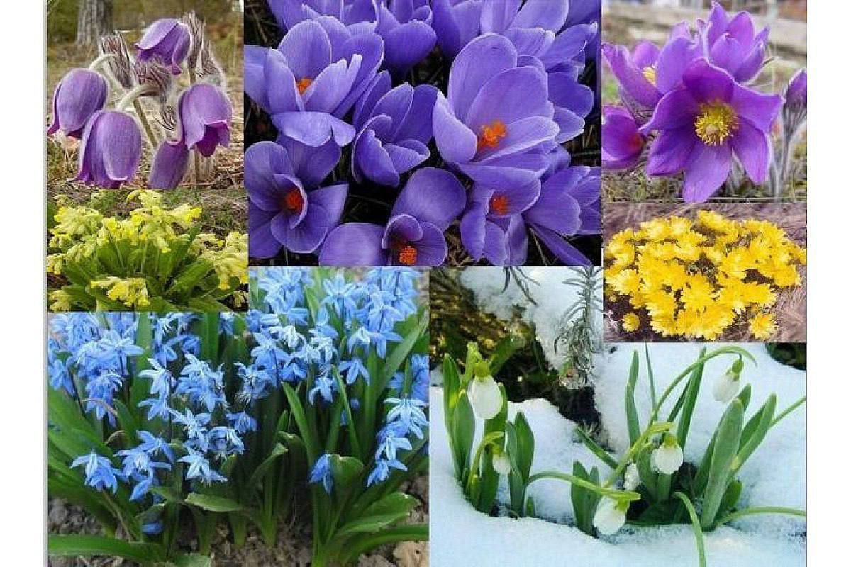 Не нищіть весну: на Вінниччині стартувала операція «Первоцвіт-2026»