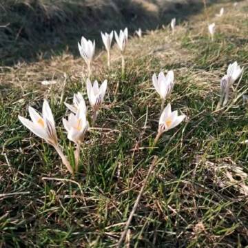 Екологи просять вінничан допомогти у збереженні червонокнижного шафрану сітчастого