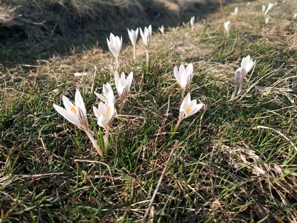 Екологи просять вінничан допомогти у збереженні червонокнижного шафрану сітчастого