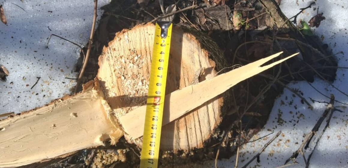 У Літинських Хуторах “чорного” лісоруба оштрафували на 22 тисячі гривень