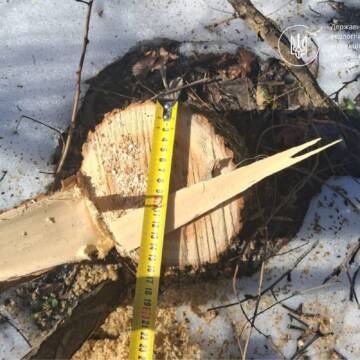 У Літинських Хуторах “чорного” лісоруба оштрафували на 22 тисячі гривень