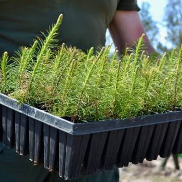 На Вінниччині стартує весняне садіння лісу