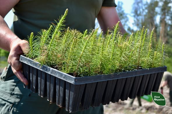 На Вінниччині стартує весняне садіння лісу